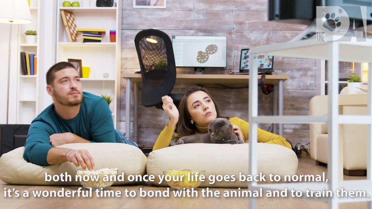 Helping Paws Episode 8: Q&A with a Vet on Pet Care During Quarantine